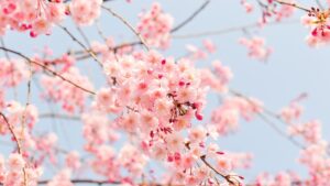 Image of blossoms on a tree in spring.